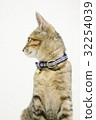 Pet cat's profile 32254039