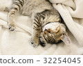 Relaxing sleeping cat 32254045