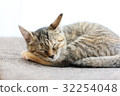 Round and sleeping kitten 32254048