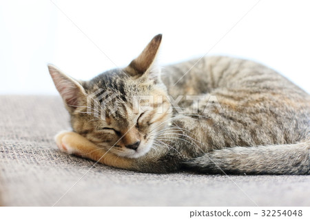 Round and sleeping kitten Round and sleeping kitten 32254048