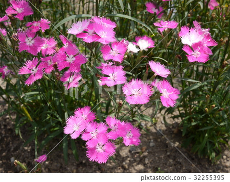 Flower of May, June Flower of May, June 32255395