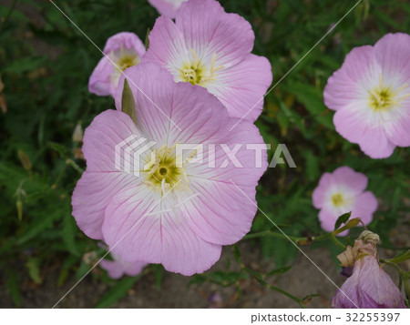 五月之花,六月 五月之花,六月 32255397
