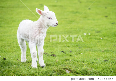Cute little lamb dwelling in the green beautiful Cute little lamb dwelling in the green beautiful 32255767