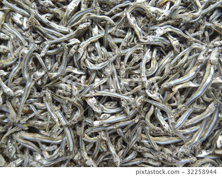 銀色條紋圓腹鯡 32258944