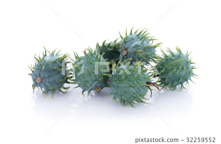 Castor oil plant on white background 32259552