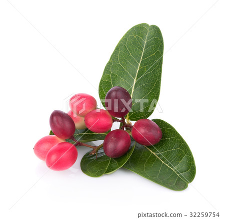 Carunda or Karonda on white background Carunda or Karonda on white background 32259754