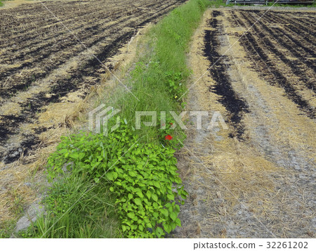 Rice paddy field and hot spring 32261202