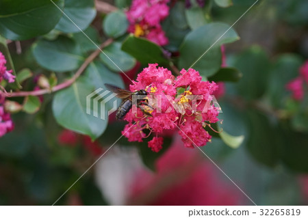 紫薇 紫薇 32265819