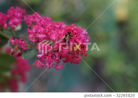 紫薇 紫薇 32265820