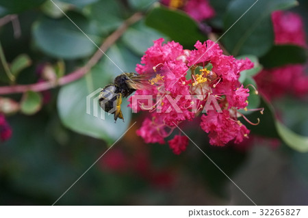 紫薇 紫薇 32265827