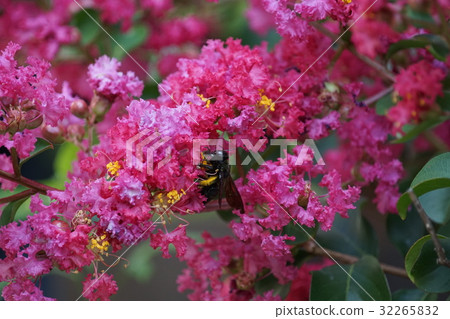 紫薇 紫薇 32265832