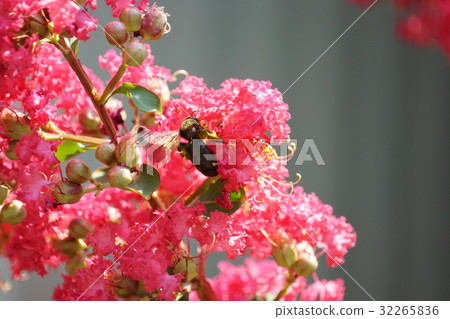 紫薇 紫薇 32265836