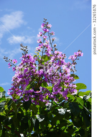 大花紫薇 32265876
