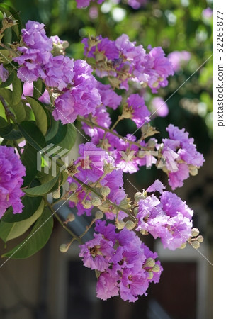 大花紫薇 32265877
