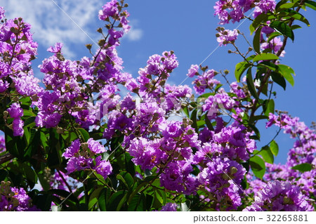 大花紫薇 32265881
