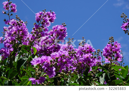 大花紫薇 大花紫薇 32265883