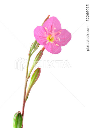 花白背Arubana Yuge秀 32266015