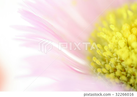 Flower high magnification macro photography Haruzion 32266016