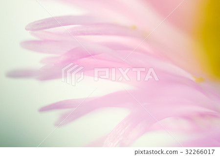 Flower high magnification macro photography Haruzion 32266017
