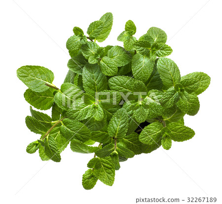 Fresh leaves of fragrant mint Fresh leaves of fragrant mint 32267189