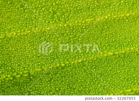 Dew on banana leaf 32267855