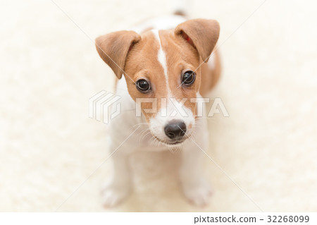 Jack Russell Terrier puppy 32268099
