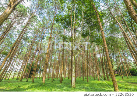 trunks of tall old trees in a pine forest 32268530