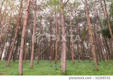 trunks of tall old trees in a pine forest trunks of tall old trees in a pine forest 32268532