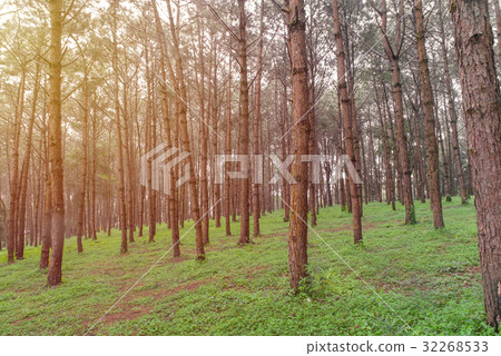 trunks of tall old trees in a pine forest 32268533