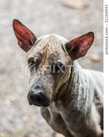 Closeup portrait of poor mangy dog Closeup portrait of poor mangy dog 32268943