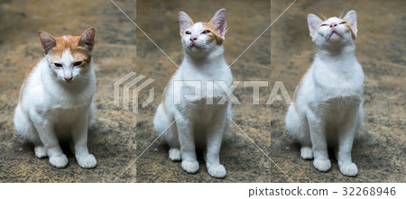 White cat sitting on floor White cat sitting on floor 32268946