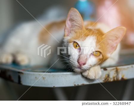Adorable white cat lying on folding table Adorable white cat lying on folding table 32268947