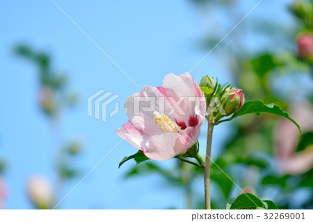 盛開的行李箱 32269001