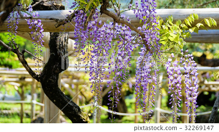  Wisteria flowers 32269147