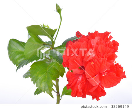 Hibiscus flowers on a white background 32269149