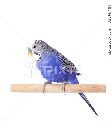 Parrot blue pet. Budgie blue, isolated on white 32269489