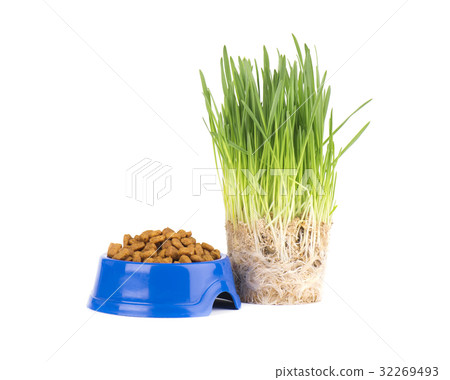 Dry cat food in a blue bowl. Fresh grass for cats Dry cat food in a blue bowl. Fresh grass for cats 32269493