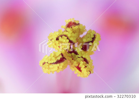 花高倍放大微距拍攝Himei Furo 32270310