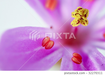 花高倍放大微距拍攝Himei Furo 32270311