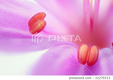 Flower high magnification macro shooting Himei Furo 32270313