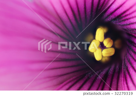 Flower high magnification macro shooting Imoka bamboo 32270319