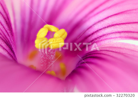 Flower high magnification macro shooting Imoka bamboo 32270320