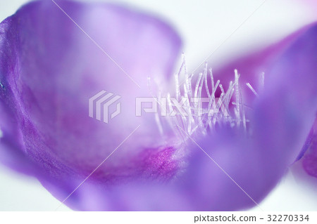 Flower high magnification macro shooting oak mushroom 32270334