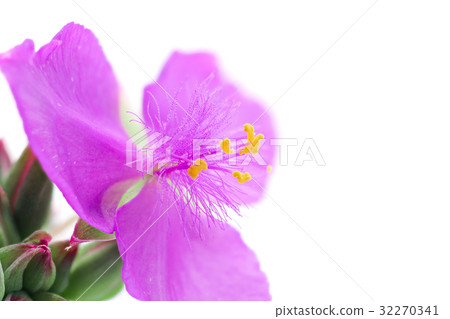 Flower high magnification macro shooting Murasaki Yukusa 32270341