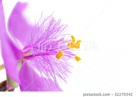 Flower high magnification macro shooting Murasaki Yukusa 32270342