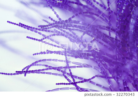 Flower high magnification macro shooting Murasaki Yukusa 32270343