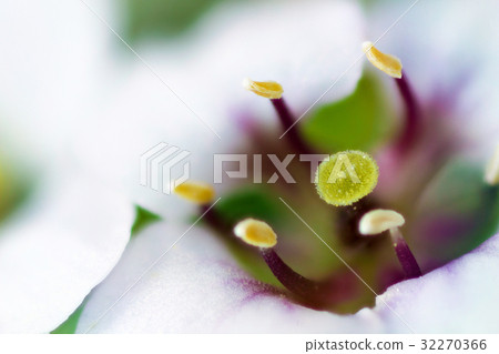 Flower high magnification macro shooting Niwasazuna 32270366