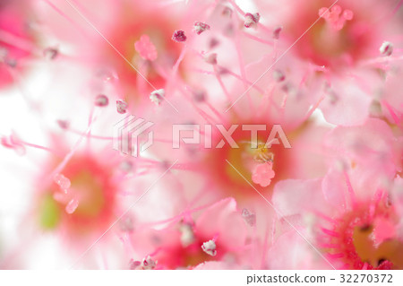 Flower high magnification macro shooting Simo Menu 32270372