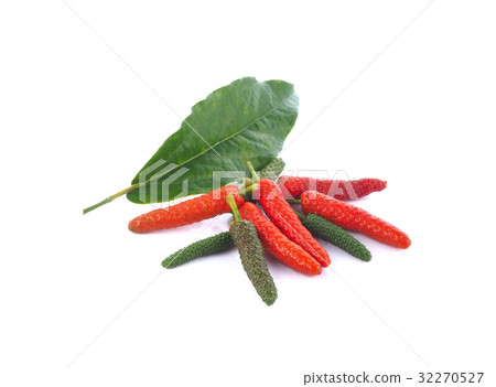 piper retrofractum vahl on white background 32270527