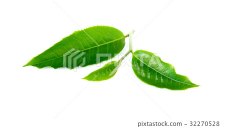 tea leaf on white background 32270528